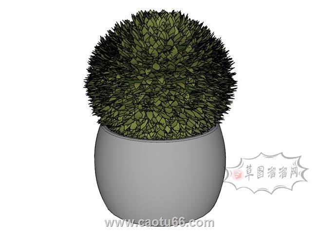 花盆植物SU模型