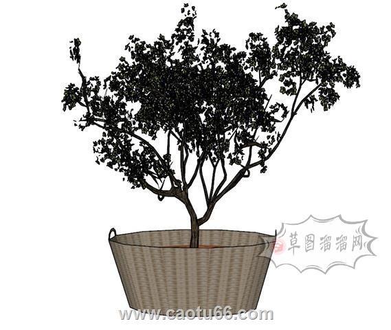 花盆植物SU模型