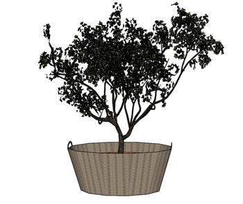 花盆植物SU模型