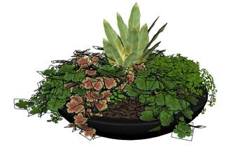 花盆植物SU模型