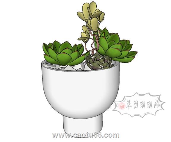 多肉植物盆栽SU模型