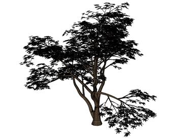 日本枫叶枫树SU模型