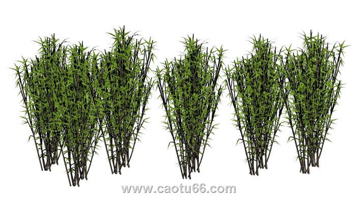 竹子竹林植物SU模型