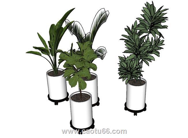 花盆植物SU模型
