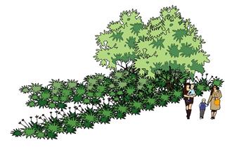 树木SU模型