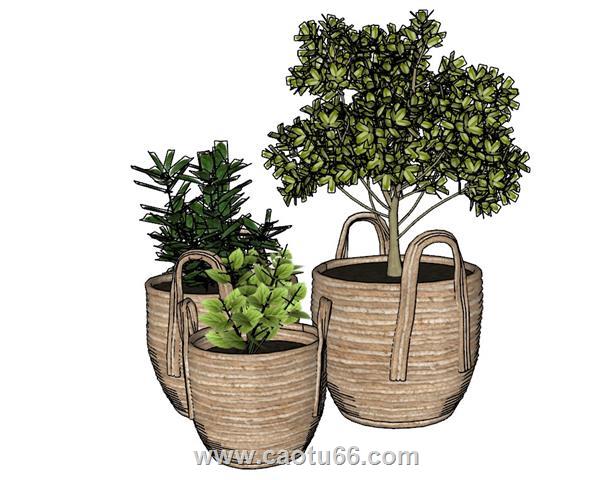 装饰植物花盆SU模型