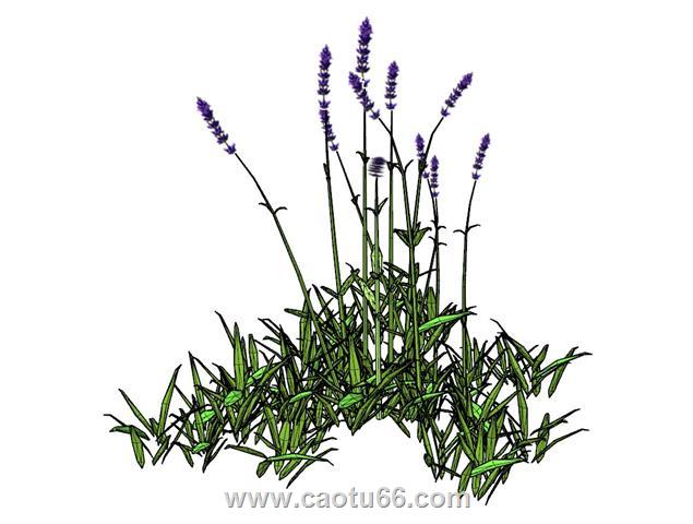 花草植物SU模型