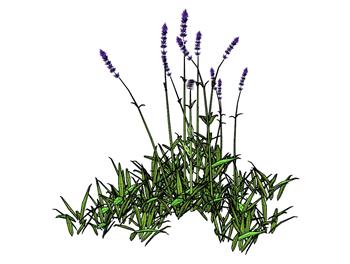 花草植物SU模型