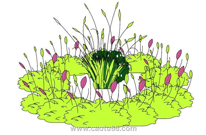 灌木植物SU模型