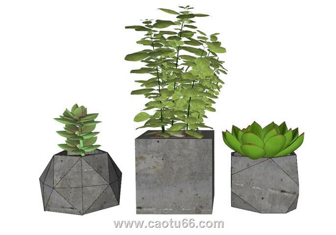 多肉植物花盆SU模型