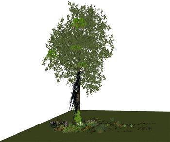树木植物SU模型
