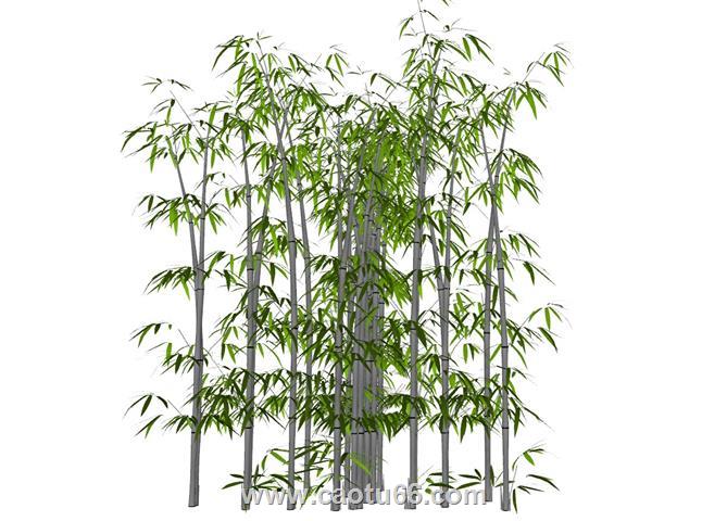 竹堆竹林竹子SU模型