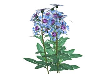 花朵植物紫色花SU模型