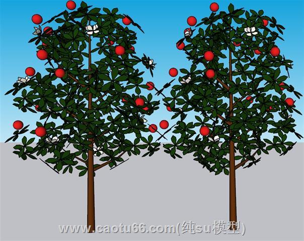 苹果树树木SU模型