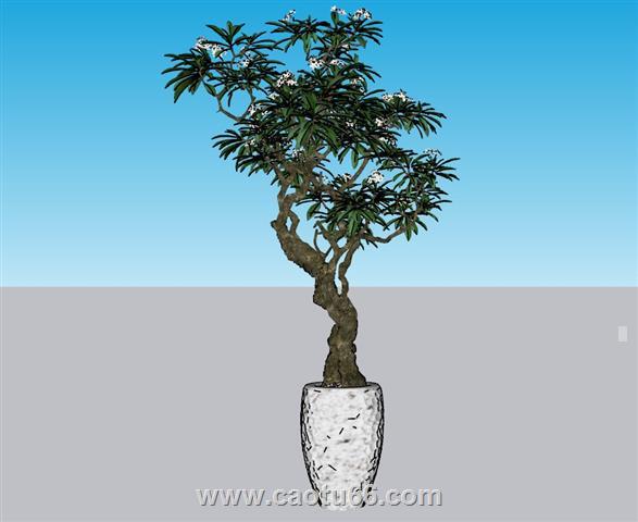 植物花盆SU模型
