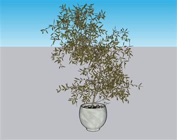 花盆植物SU模型