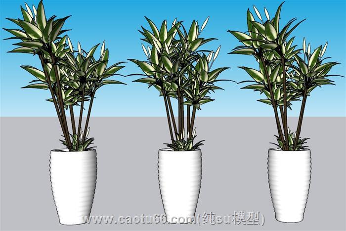 盆景花盆植物SU模型