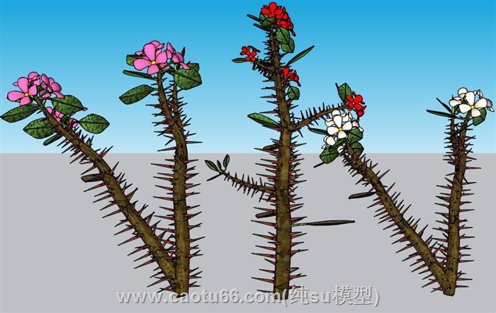 花王冠大戟植物SU模型