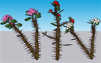 花王冠大戟植物SU模型