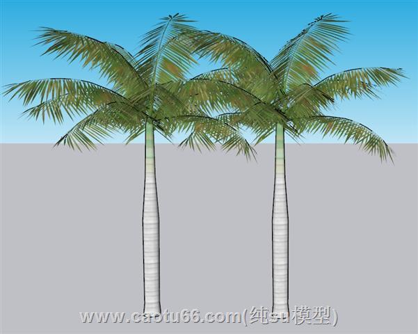 棕树树木SU模型