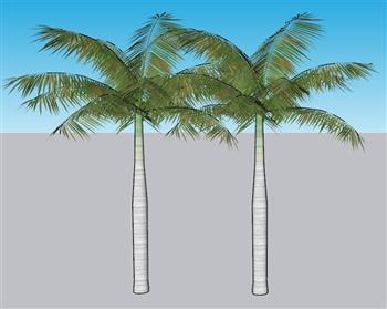 棕树树木SU模型