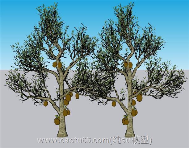 木菠萝果树树SU模型