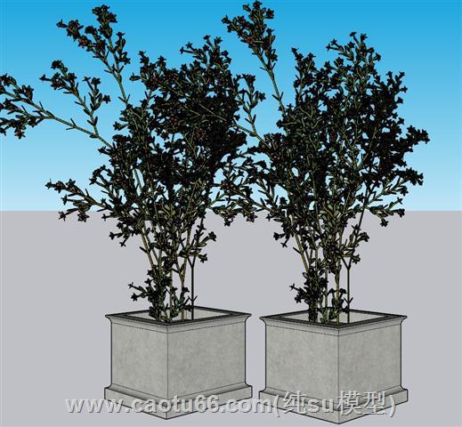 花盆植物盆景SU模型