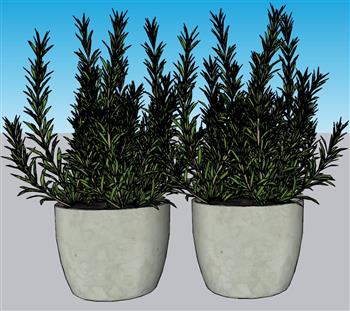 花盆植物盆栽SU模型