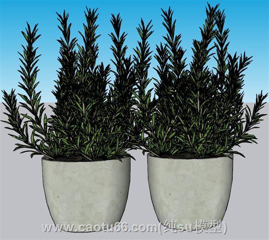花盆植物盆栽SU模型