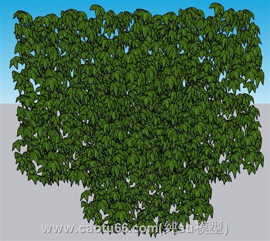 绿叶植物爬山虎SU模型