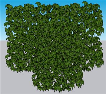绿叶植物爬山虎SU模型