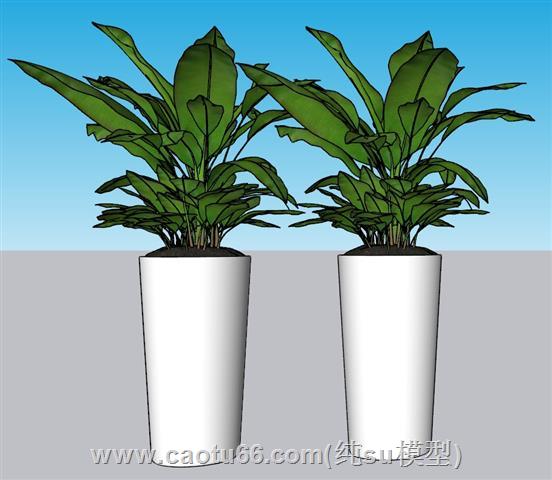 花盆盆景植物SU模型