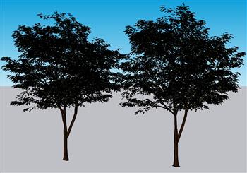 树木SU模型 免费sketchup模型下载