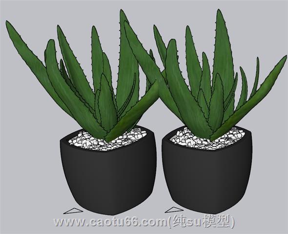 多肉植物花盆SU模型