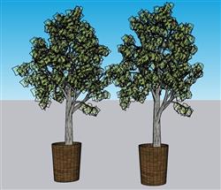 植物盆栽盆景SU模型