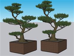 盆景迎客松盆栽SU模型