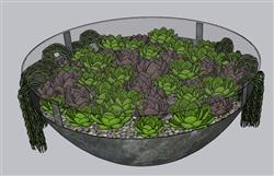 多肉植物花盆SU模型 免费sketchup模型下载