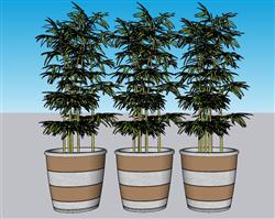 花盆盆景植物SU模型