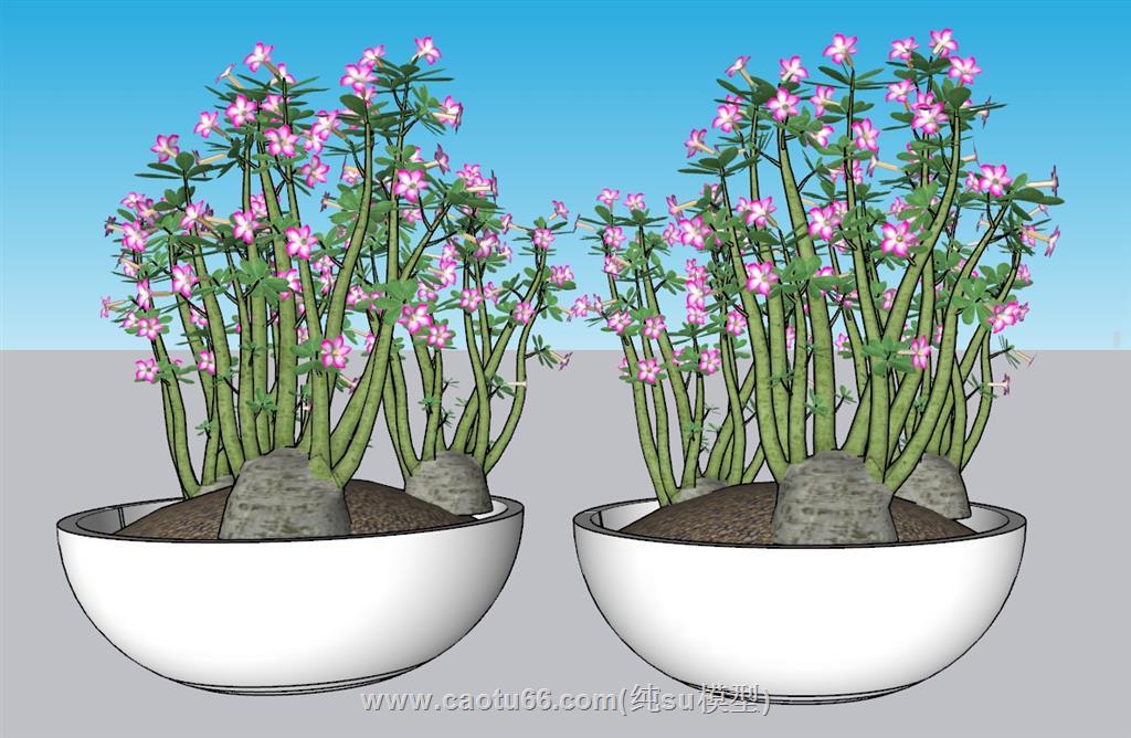 花盆盆景植物SU模型