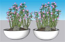 花盆盆景植物SU模型