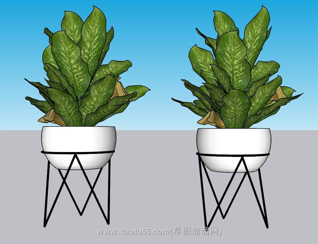 花盆植物SU模型