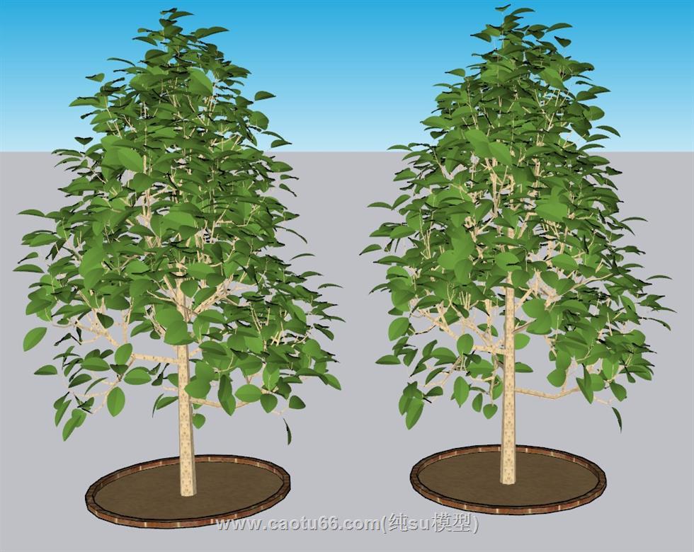 景观树池树木SU模型