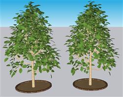 景观树池树木SU模型