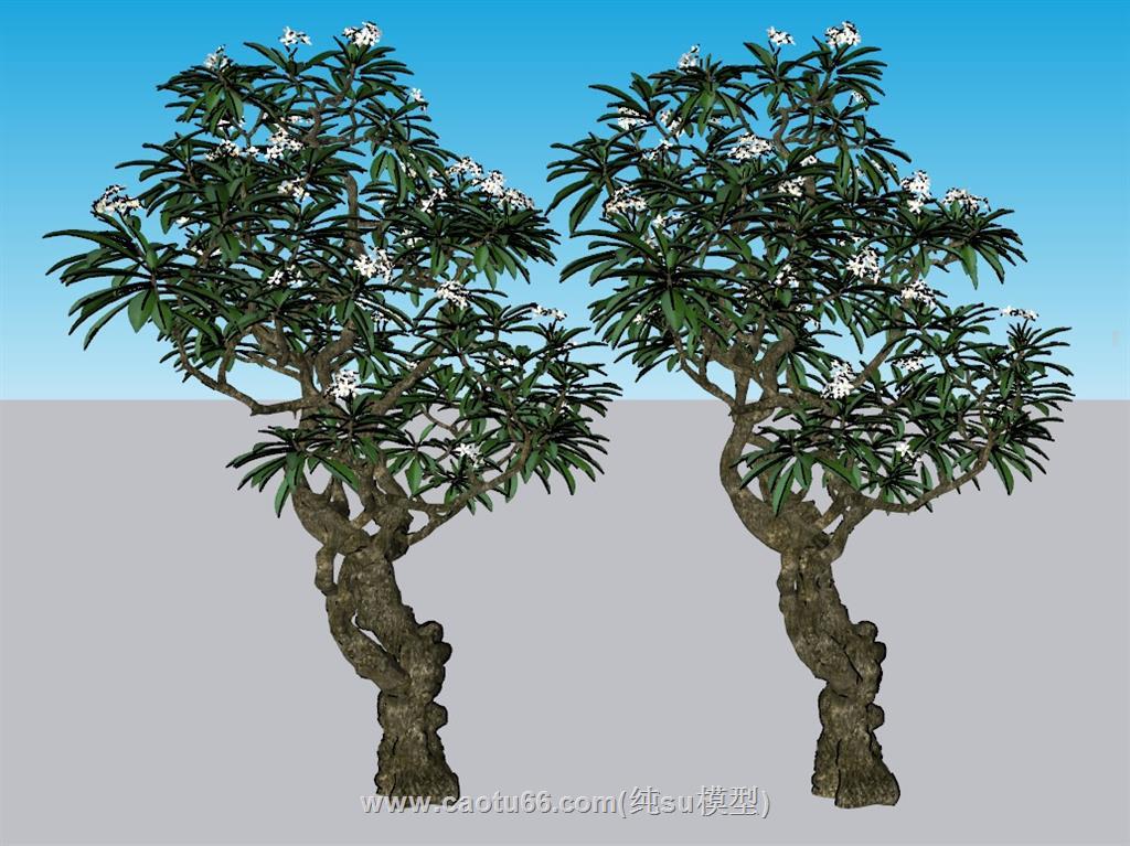 梨花树树木SU模型