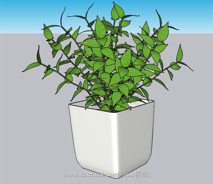 花盆植物绿植SU模型