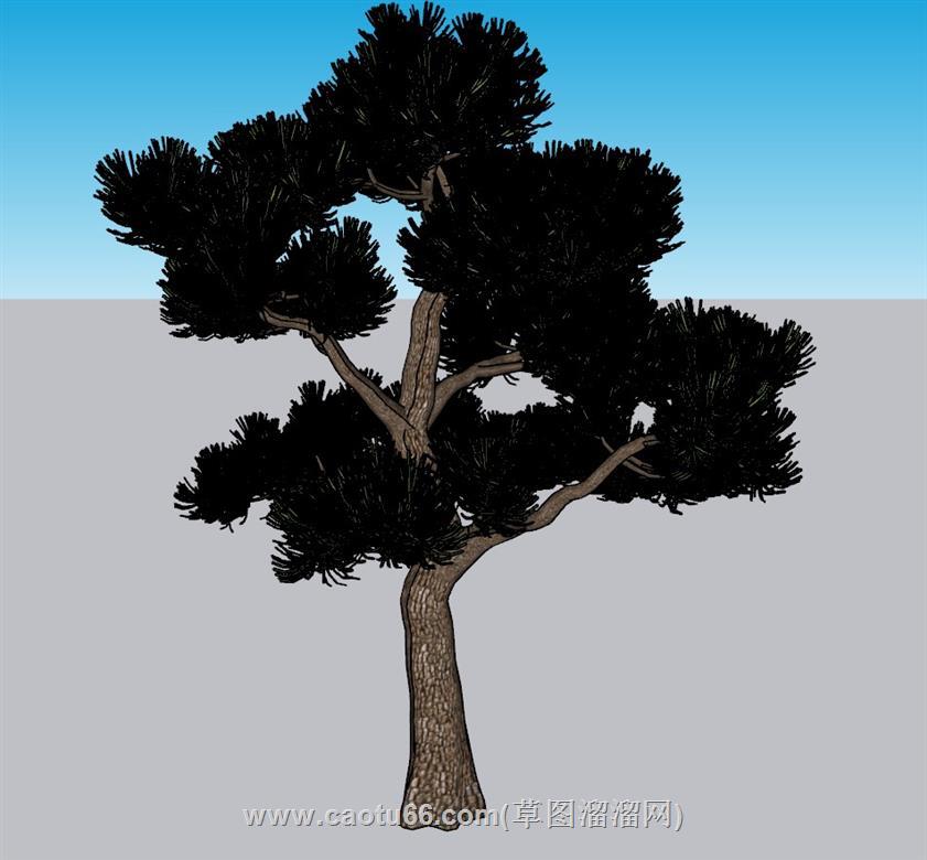 树木SU模型