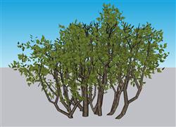 灌木植物SU模型