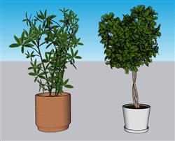 花盆植物SU模型