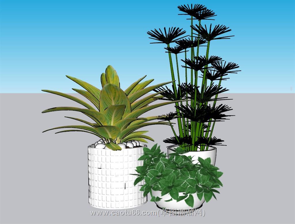 花盆植物SU模型