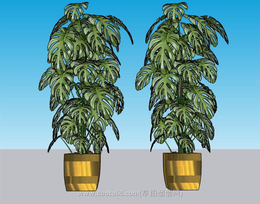花盆龟背竹SU模型